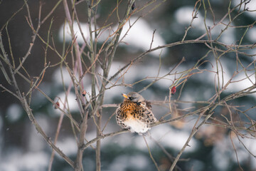 ruffled fieldfare on a dog rose