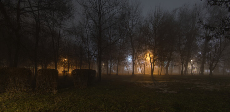 foggy forest at night with lighting