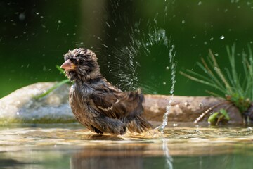 House sparrow, Passer domesticus, female sprays water while bathing. Czechia. Europe.