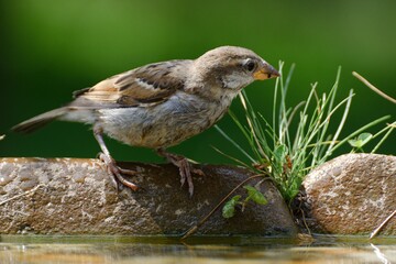 House sparrow, Passer domesticus, female stands on stone with grass by the bird's waterhole. Czechia. Europe. 
