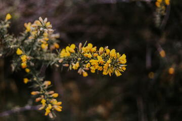 Wild endangered yellow flowers on mountain