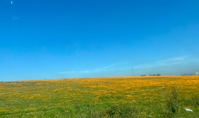 field of flowers