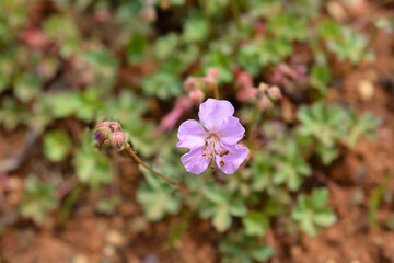 Dalmatian cranesbill