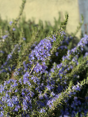 Rosemary blossoms