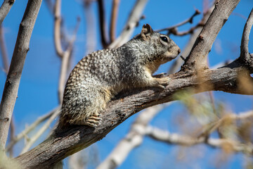 Rock Squirrel