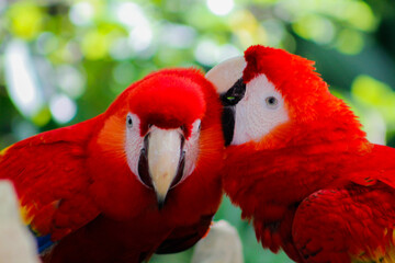 Amor de Guacamayas - 2 © Victor