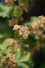 Velvet tree mallow