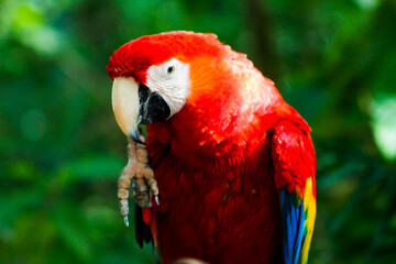 Guacamaya