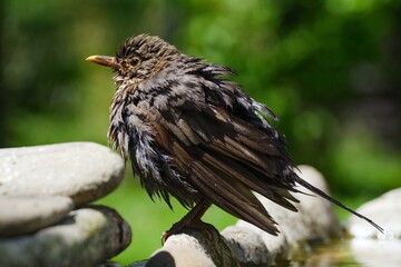 Young blackbird (Turdus merula) stands after bathing on the stones. Czechia. Europe. 