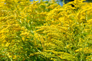 Canadian goldenrod