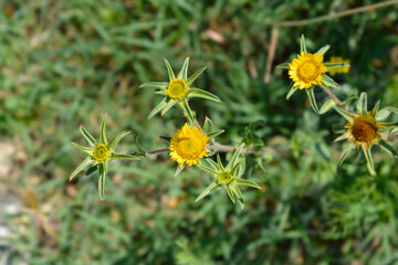 Spiny starwort