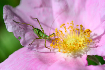 A Scudder's Bush Katydid looks for a meal on a Wild Rose at Carden Alvar Provincial Park in the Kawartha Lakes region of Ontario, Canada.