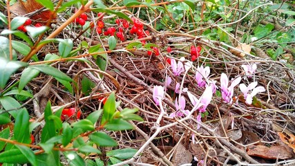 Flowers in the garden