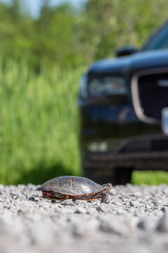 A Midland Painted Turtle crosses the road at Carden Alvar Provincial Park in Ontario, Canada.