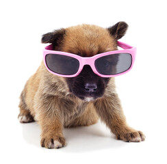 Brown puppy in pink glasses.