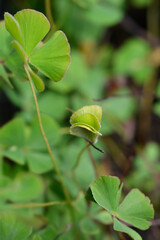 Four leaf pepperwort