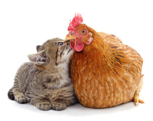 Kitten kissing a chicken.
