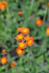Orange hawkweed