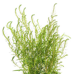Bunch of green grass.