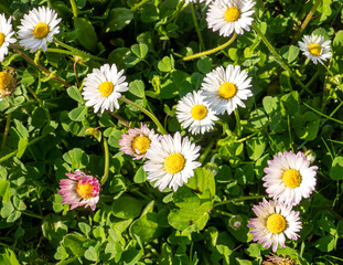 spring daisies