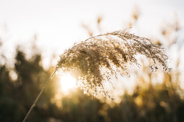 Pampas leaf with the sun backlit at sunset in the Hondo natural park. Elche, Alicante, Spain.