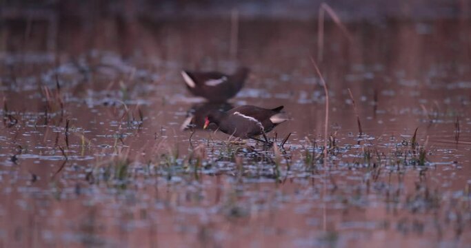 Gallinule poule d'eau (Gallinula chloropus) cherchant de la nourriture