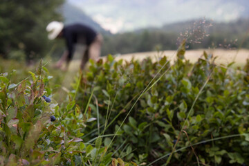 Cueillette des myrtilles dans les Vosges