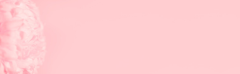 Banner with lush close-up chrysanthemum on pink background with copy space, empty text place. Flower shop advertising layout. Happy Valentine Day card. Minimalism. Beautiful gift certificate. Mockup