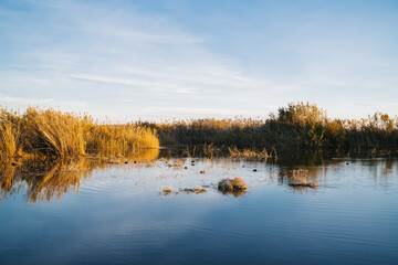 Large lake full of leaves, reeds and pampas in the natural park "El Hondo" at sunset. Elche, Alicante, Spain.