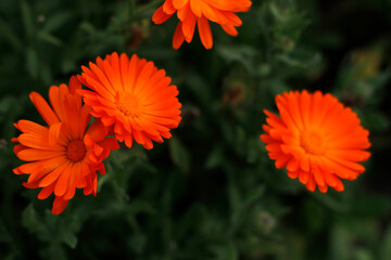 Orange flowers in an urban park