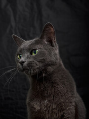 Studio portrait of relaxing dark gray cat on dark background in low key
