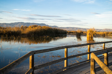Fototapeta na wymiar Wooden bridge over a lake with reflections in the water full of pampas leaves and reeds in the 'El Hondo' natural park at sunset. Elche, Alicante, Spain.