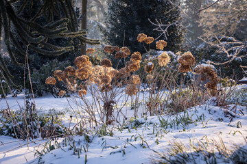 Fototapeta premium Hortensie mit vertrockneten Dolden in einem verschneiten Park im Winter