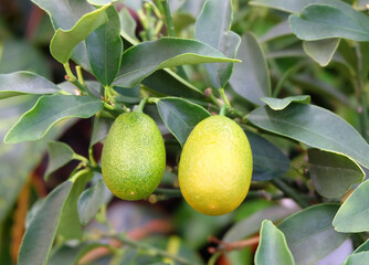 Ripening kumquat fruits on a branch in a greenhouse, selective focus, horizontal orientation.