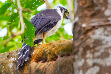 Halcón Selvatico de Collar