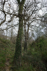 Naklejka premium Tree in an urban park