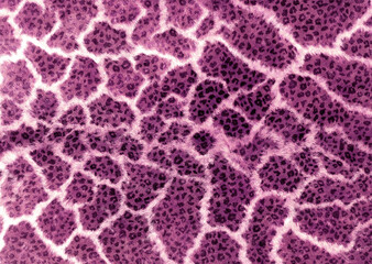abstract leopard print texture design	