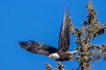 Bald Eagles in Eleven Mile Canyon