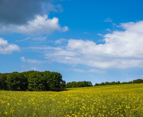 Spring rapeseed yellow blooming fields view, blue sky with clouds in sunlight. Natural seasonal, good weather, climate, eco, farming, countryside beauty concept.