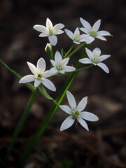 Milchstern, auch genannt Stern von Bethlehem, Ornithogalum umbellatum, ganze Pflanze mit weißen Blüten