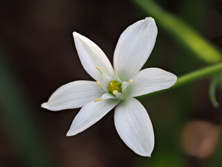 Fototapeta premium Milchstern, auch genannt Stern von Bethlehem, Ornithogalum umbellatum, weiße Blüten als Nahaufnahme