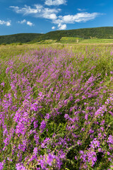 Obraz premium Blooming meadow in Tokaj region, Northern Hungary