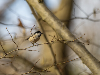 Coal Tit Perched on a Branch