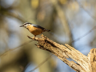 Nuthatch Perched on a Branch