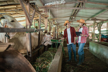 a cow farmer girl holding a tablet while a male farmer feeds the cows with hay in the cattle pen