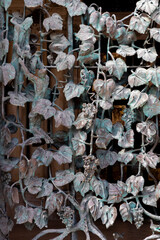 wrought-iron grille showing the vines, Pecs, HUngary