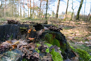 small mushrooms on a rotten old root in the forest 