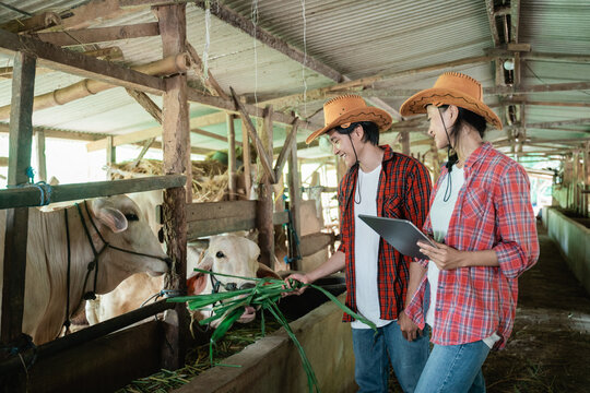 a cow farmer girl holding a tablet as a man feeds the cow with hay in the cattle pen