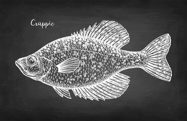 Crappie fish chalk sketch
