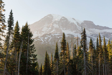 sunset alpenglow closeup of Mount Rainier with forest in the foreground
